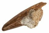 Cretaceous Fossil Crocodile Tooth - Morocco #215431-1